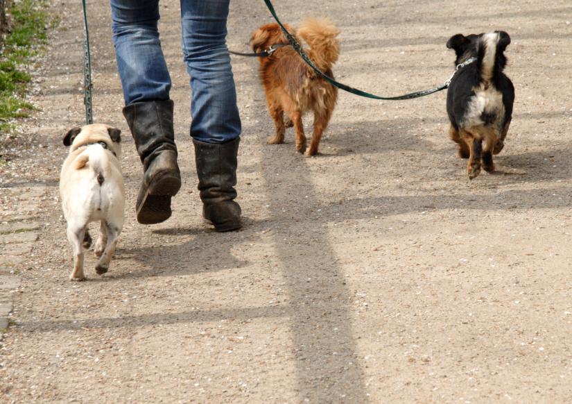 Dog walking best sale service near me